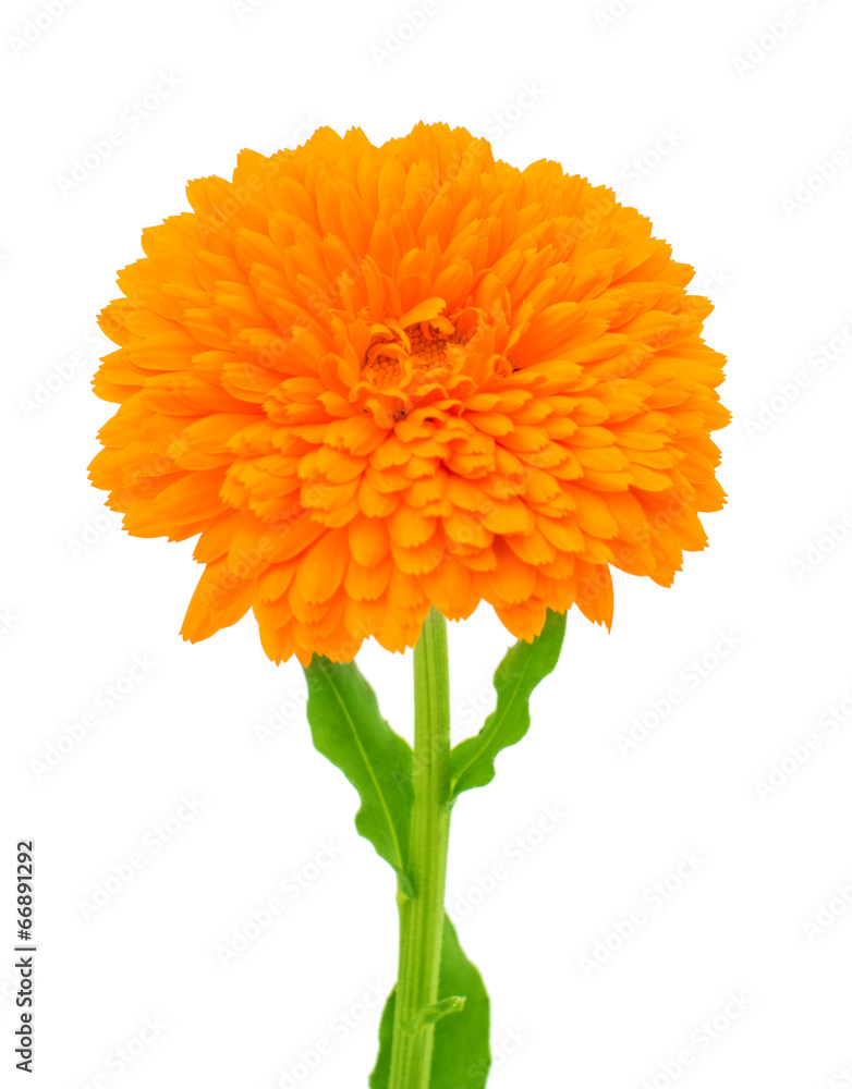 Marigold Flower