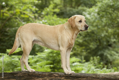 labrador in the forest