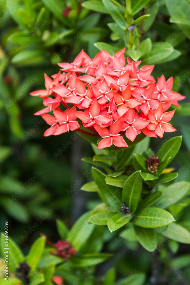Orange flowers of rubiaceae tree (Jungle geranium ,Ixora coccine Orange flowers of rubiaceae tree (Jungle geranium ,Ixora coccine