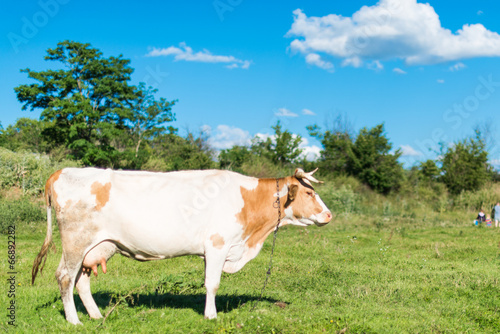 cow grazing in a meadow