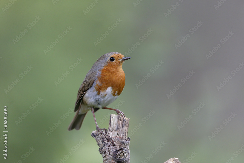 Robin, Erithacus rubecula