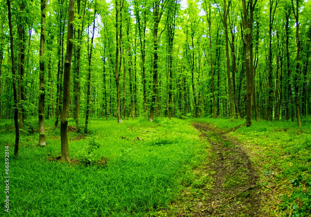 green forest background in a sunny day green forest background in a sunny day