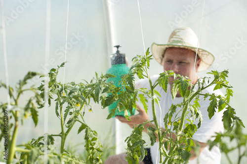 Man care about tomatos plants in greenhouse