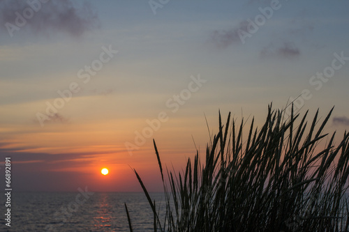 plants in the sundown at the shoreline in holland