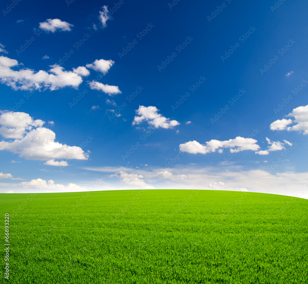 Image of green grass field and bright blue sky Image of green grass field and bright blue sky