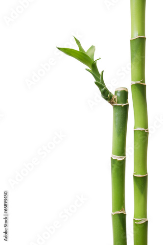 Fototapeta Naklejka Na Ścianę i Meble -  Fresh bamboo isolated on white background