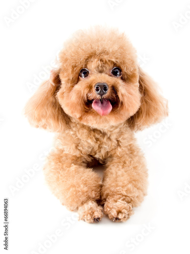Red Toy Poodle puppy