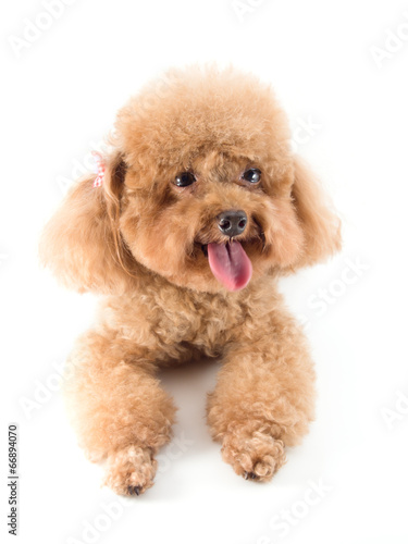 Red Toy Poodle puppy