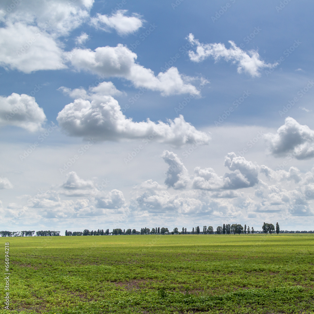 Summer landscape