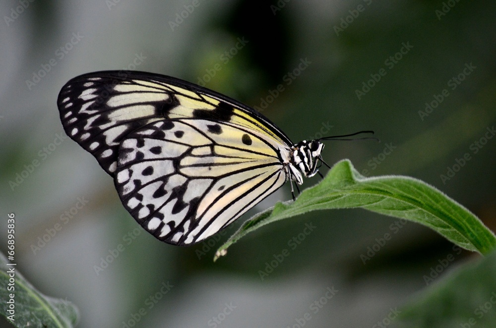 Fototapeta premium Beautiful Malabar Tree Nymph butterfly resting on leaf