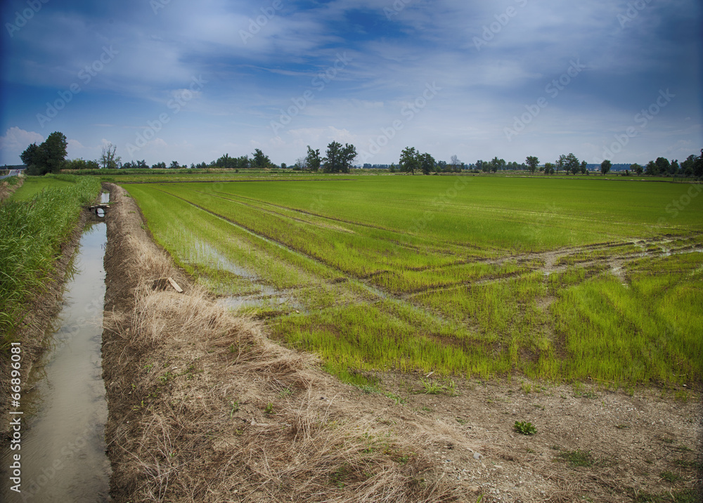 Fototapeta premium Rice field