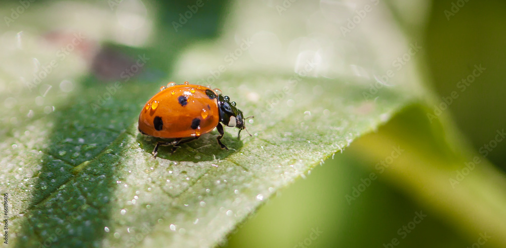 Obraz premium Ladybird