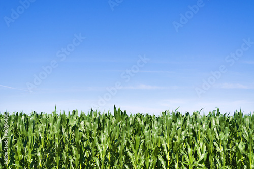 Canvas Print Young corn field at summer