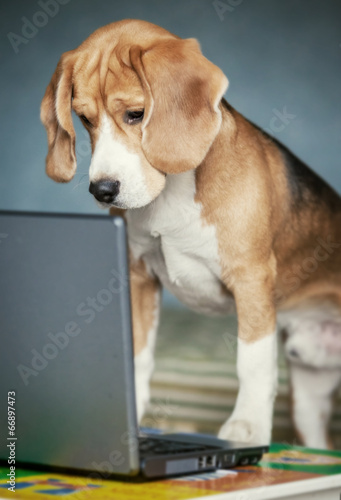 Nosy beagle surfing by internet on laptop © Soloviova Liudmyla