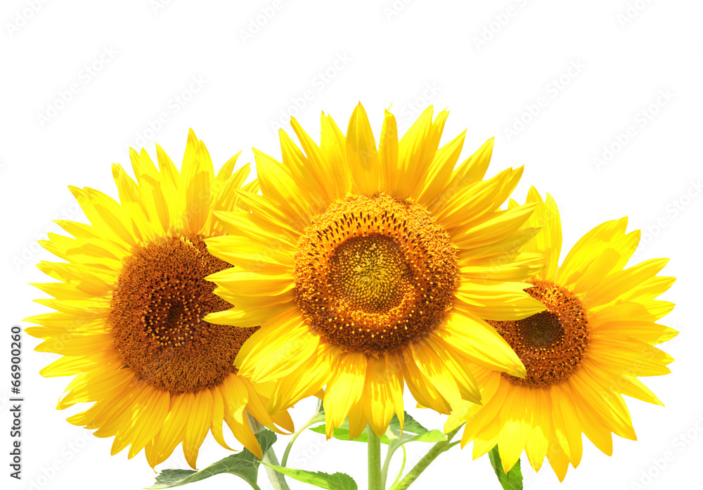 Obraz premium Three sunflowers