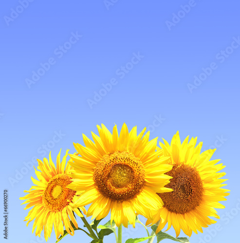 Three sunflowers