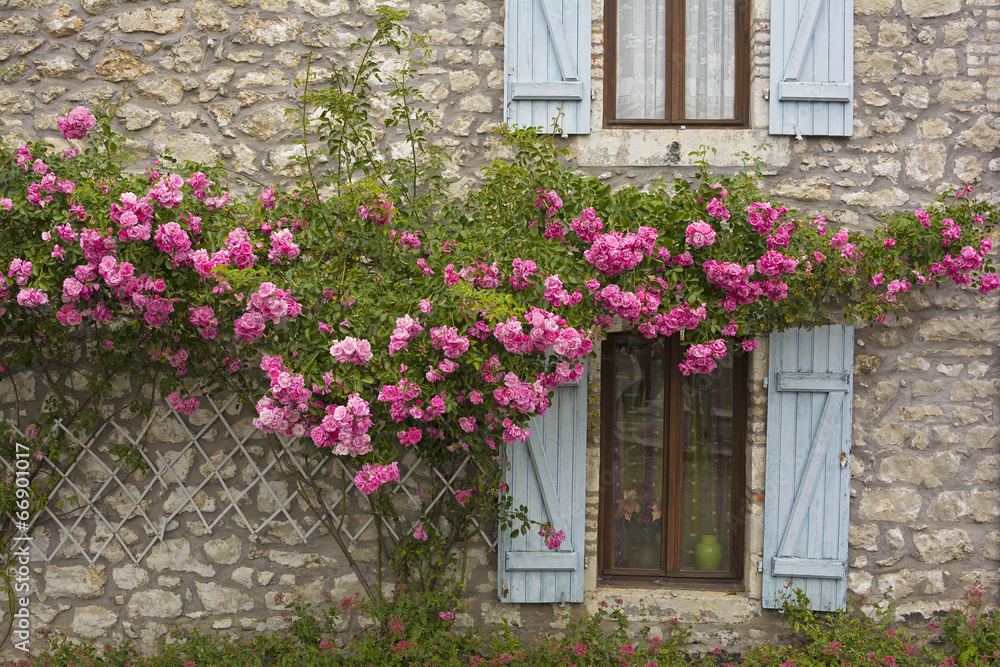 Fenster, Fensterläden und blühende Rosen