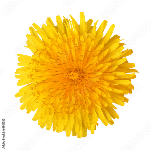 Bright beautiful yellow dandelion