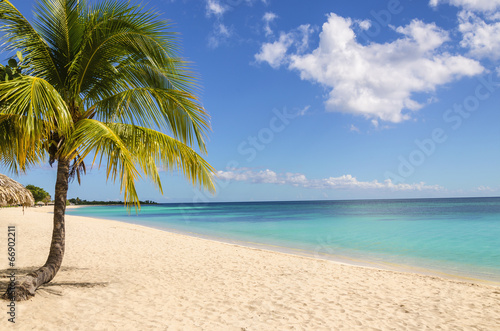 Fototapeta Naklejka Na Ścianę i Meble -  Untouched tropical beach with tall palm tree  entering the ocean