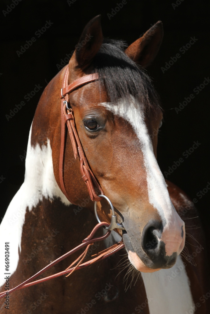 Obraz premium Portrait Schecke