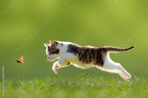 Katze, Kätzchen im Sprung