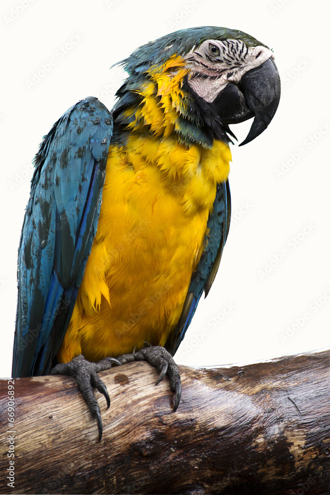 Close up Macaw