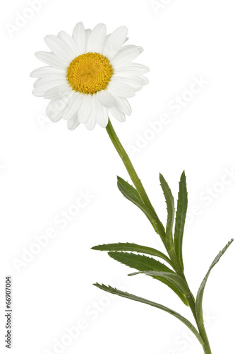 Fototapeta Naklejka Na Ścianę i Meble -  daisy flower