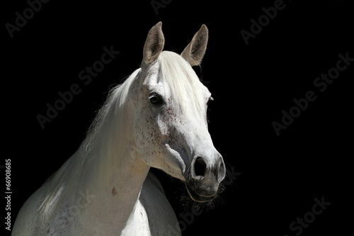 Weisses Pferd vor schwarzem Hintergrund