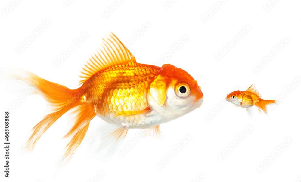 Fototapeta premium Meeting of large and small goldfish, isolated on white