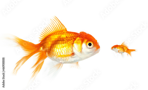 Meeting of large and small goldfish, isolated on white