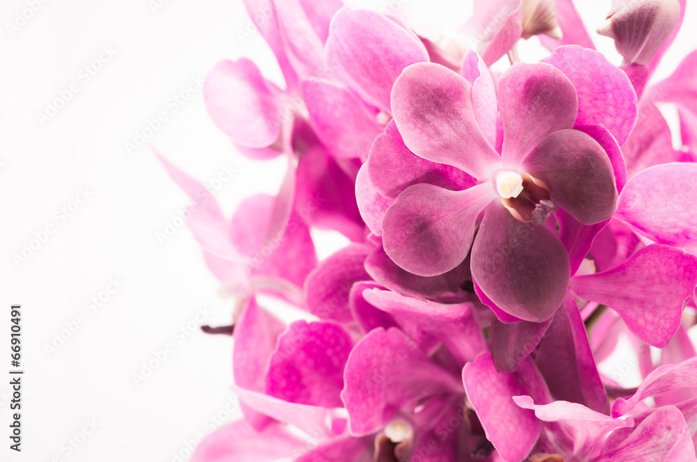 Border of orchid flower (vanda purple) isolated on white Border of orchid flower (vanda purple) isolated on white