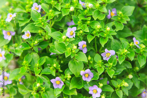 Small vilolet flower  -  Persian Violet photo