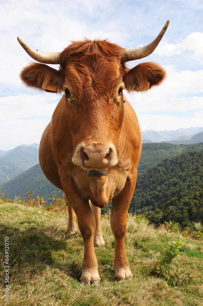 Vache des Pyrénées