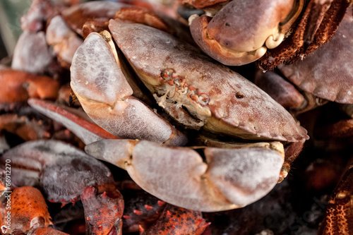 fresh black crabs on kitchen