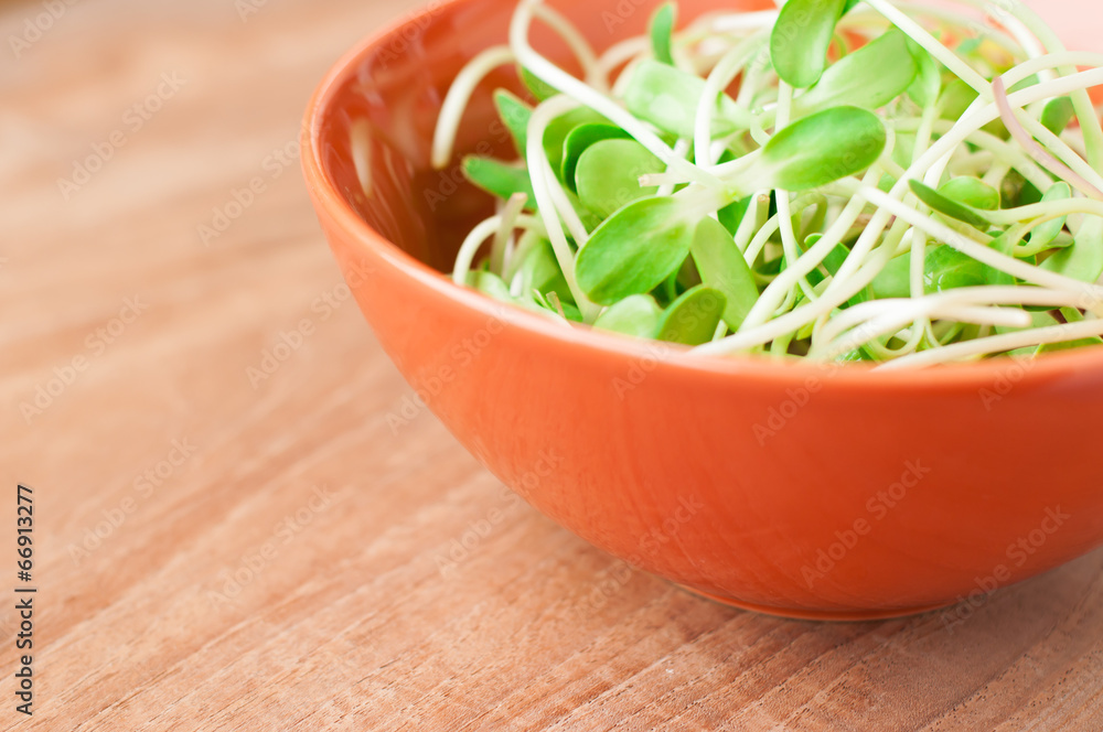 green young sunflower sprouts