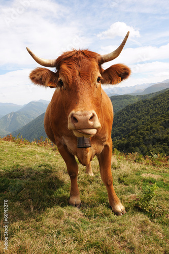 Vache des Pyrénées