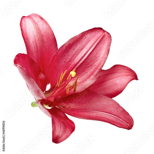 Fototapeta Naklejka Na Ścianę i Meble -  Purple lily isolated on white background