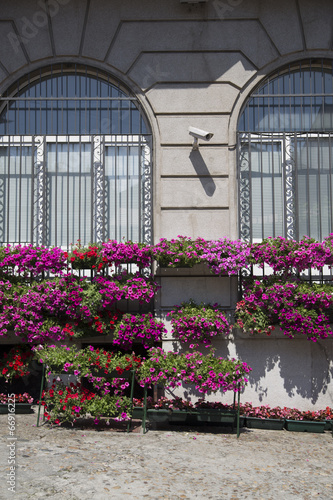Fototapeta Naklejka Na Ścianę i Meble -  Balkonpflanzen