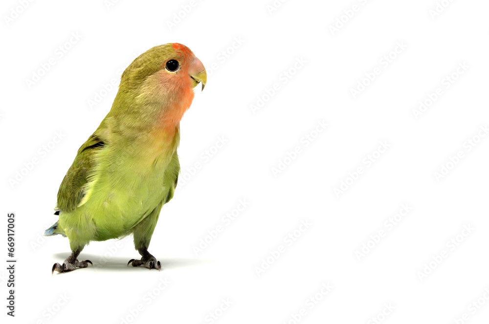 Obraz premium Agapornis roseicollis