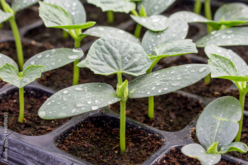 cucumber seedling on tray in greenhouse. photo