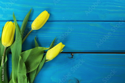 tulipany żółty