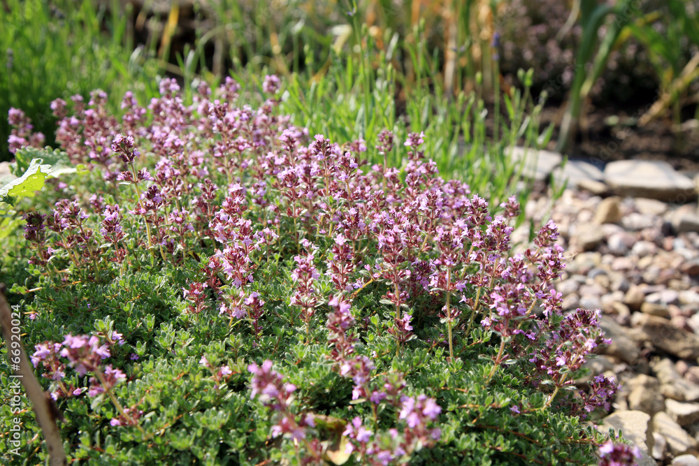 Obraz premium Breckland thyme, wild thyme in eco -friendly formal garden