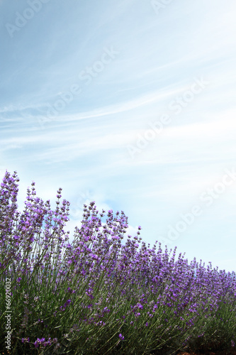 Lavender fields against blue sky