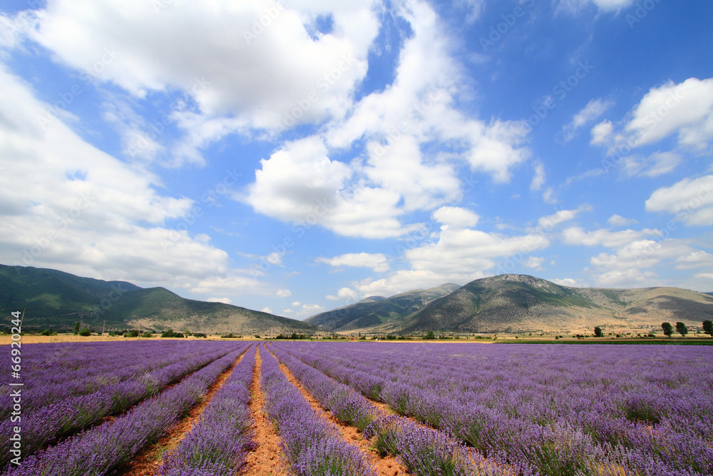 Lavender fields with distant mountains and blue sky Lavender fields with distant mountains and blue sky