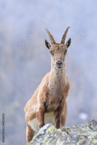 Pregnant ibex