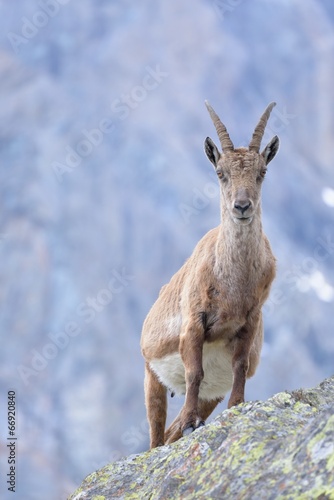 Pregnant ibex