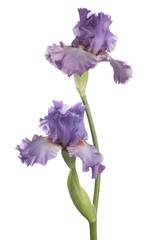 Papier peint photo Iris Iris délicat en gros plan floral  © _Vilor