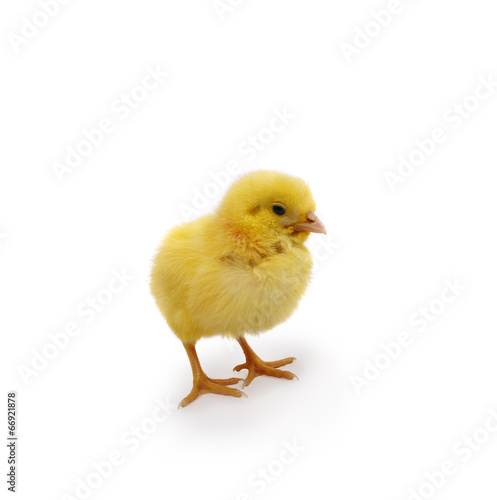 chick standing