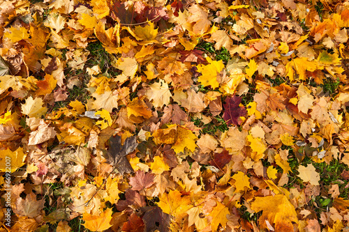 Background of fallen maple leaves