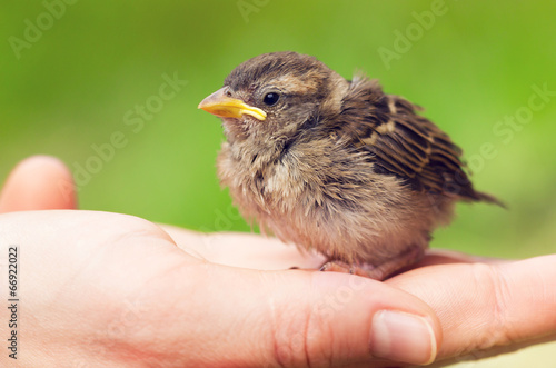 Cute baby sparrow in hand